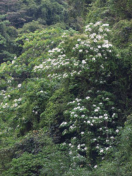 Xizhi b6.JPG Xizhi b6.JPG