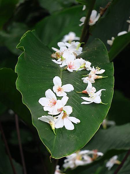 Xizhi b2.JPG Xizhi b2.JPG