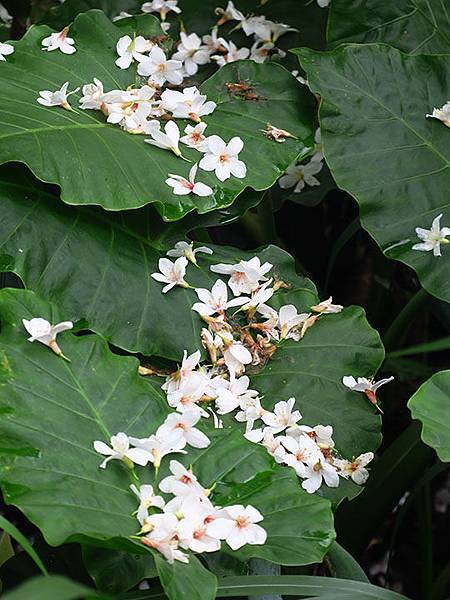 Xizhi b4.JPG Xizhi b4.JPG