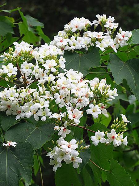 Xizhi b7.JPG Xizhi b7.JPG