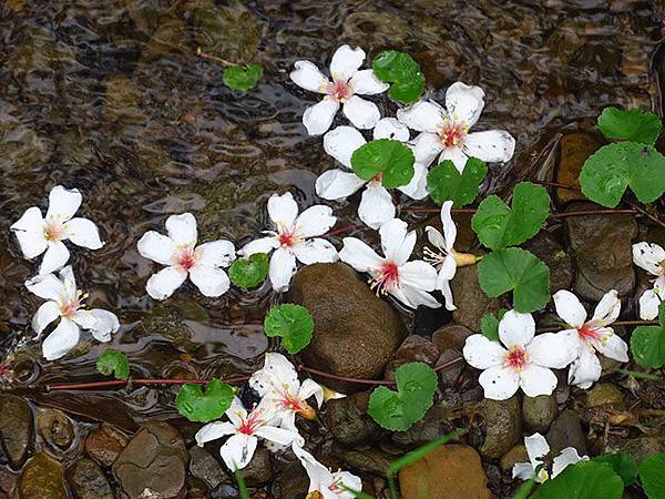 Xizhi b5.JPG Xizhi b5.JPG