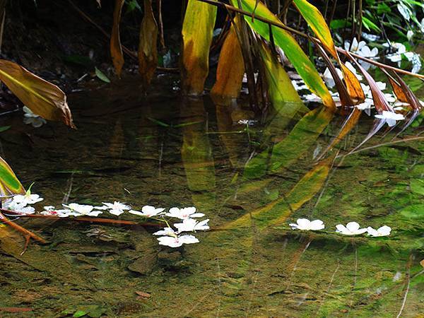 Xizhi c7.JPG Xizhi c7.JPG