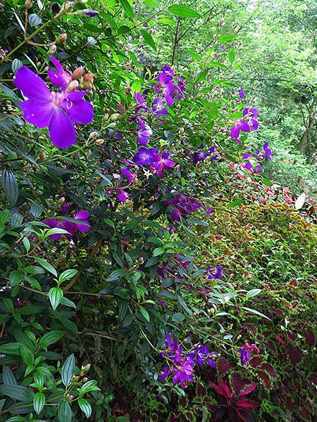 Xizhi c5.JPG Xizhi c5.JPG