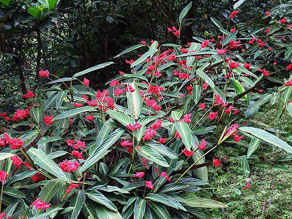 Xizhi c4.JPG Xizhi c4.JPG