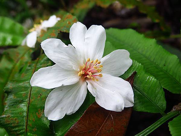 Xizhi d6.JPG Xizhi d6.JPG