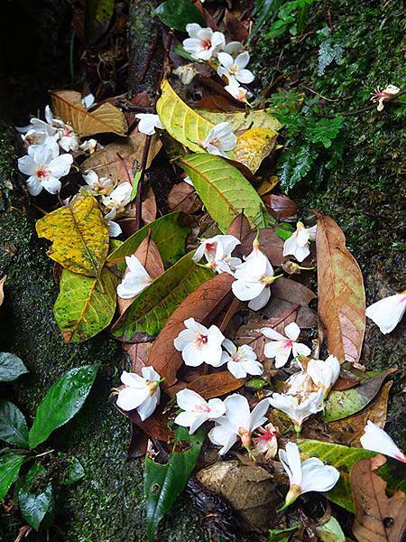 Xizhi d4.JPG Xizhi d4.JPG