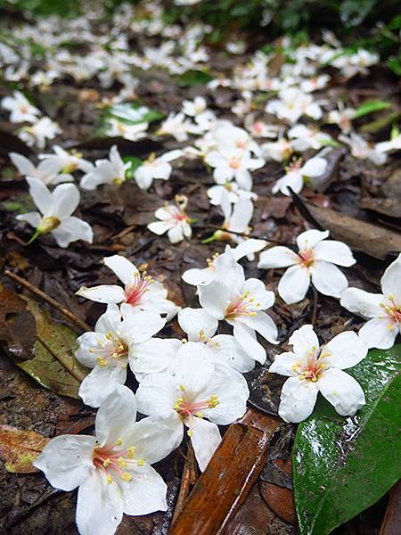 Xizhi d2.JPG Xizhi d2.JPG