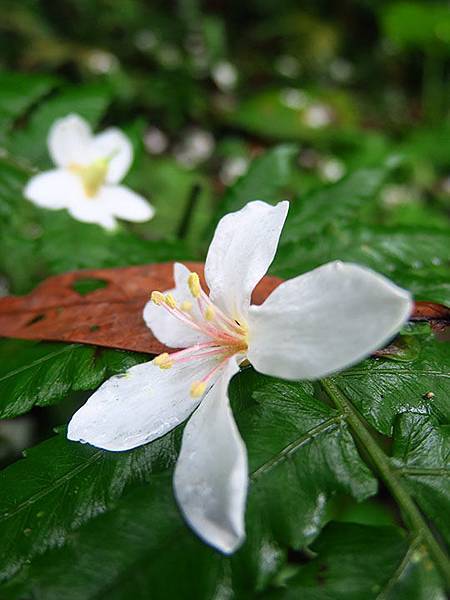 Xizhi d3.JPG Xizhi d3.JPG