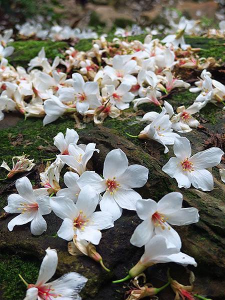 Xizhi e5.JPG Xizhi e5.JPG