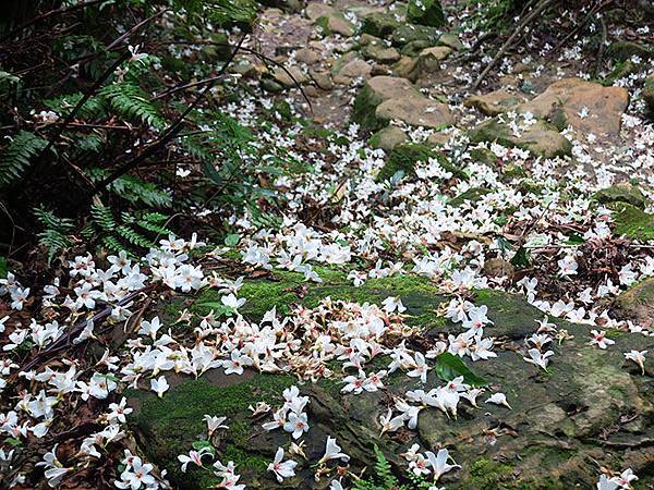 Xizhi e4.JPG Xizhi e4.JPG