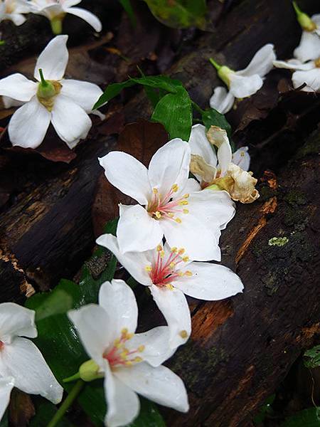 Xizhi d5.JPG Xizhi d5.JPG