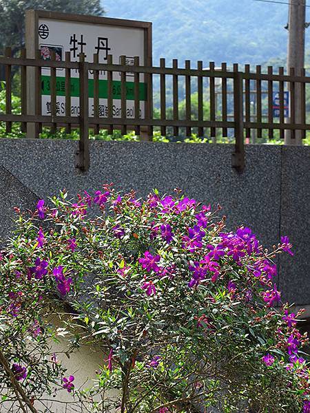 Mudan b3.JPG Mudan b3.JPG