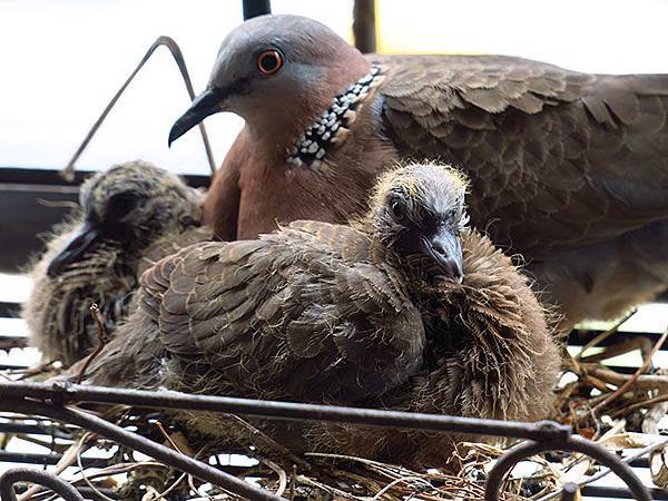 64+ 图片 斑鳩 新的 26 台灣‧台北‧珠頸斑鳩育雛日記(上)(Spotted Dove I) @ confusingstone的部落格:: 痞客邦::