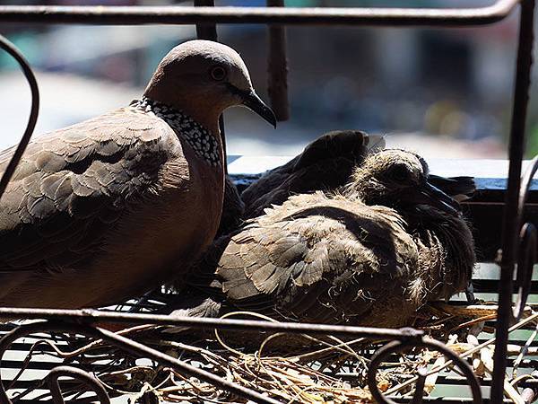 台灣 台北 珠頸斑鳩育雛日記 Confusingstone的部落格 痞客邦 台灣 台北 珠頸斑鳩育雛日記 Confusingstone的部落格 痞客邦