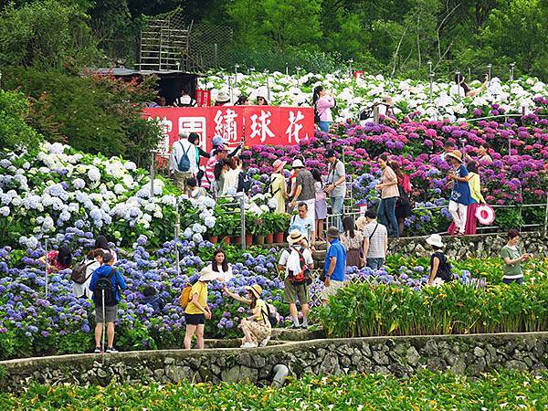 Hydrangea c1.JPG