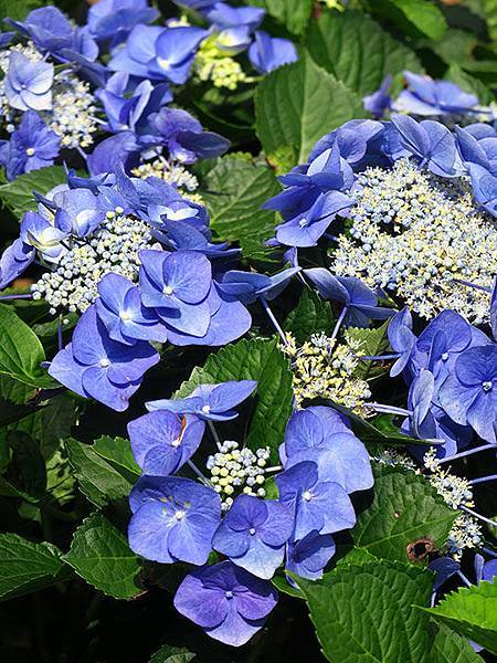 Hydrangea f5.JPG