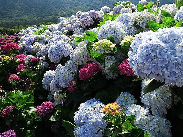 Hydrangea g5.JPG Hydrangea g5.JPG
