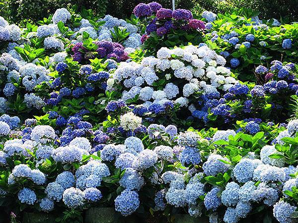 Hydrangea g2.JPG Hydrangea g2.JPG