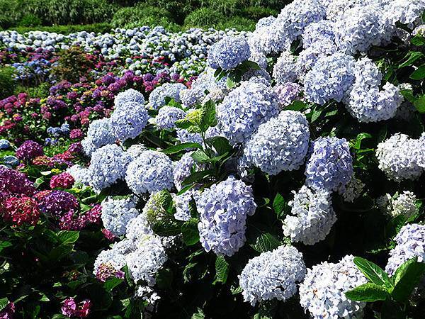 Hydrangea g1.JPG Hydrangea g1.JPG