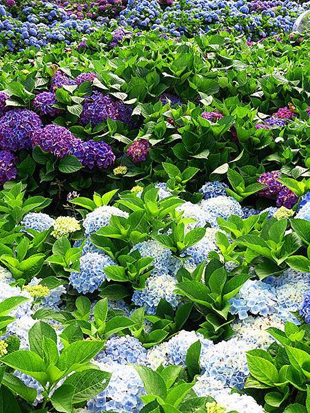 Hydrangea g4.JPG Hydrangea g4.JPG