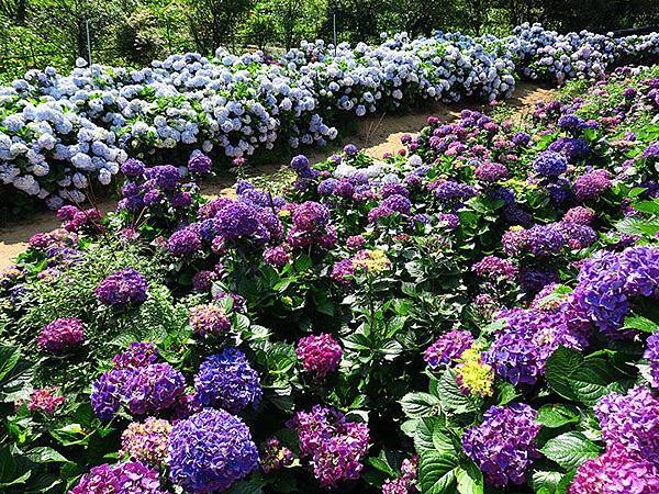 Hydrangea g6.JPG Hydrangea g6.JPG