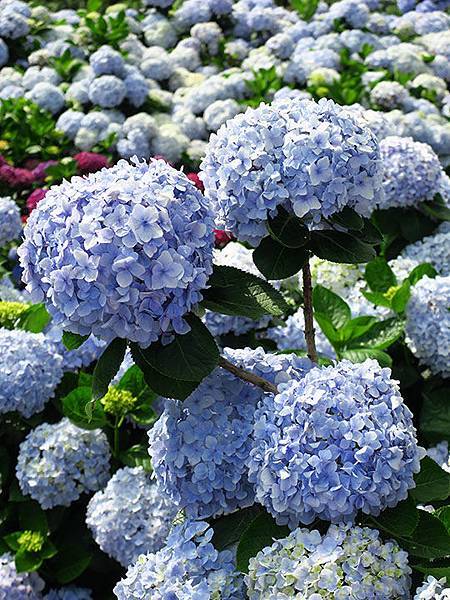 Hydrangea g7.JPG Hydrangea g7.JPG