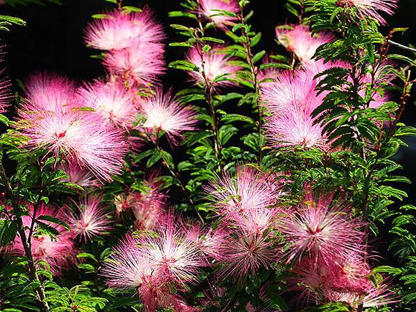 Hydrangea h2.JPG Hydrangea h2.JPG