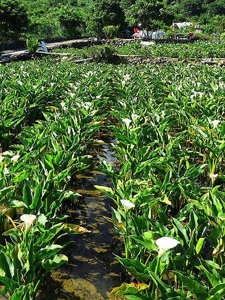 Hydrangea h1.JPG Hydrangea h1.JPG