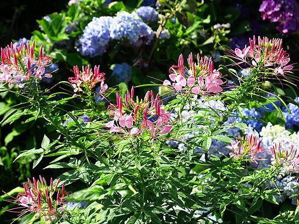 Hydrangea h4.JPG Hydrangea h4.JPG