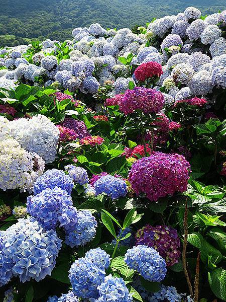 Hydrangea g10.JPG Hydrangea g10.JPG