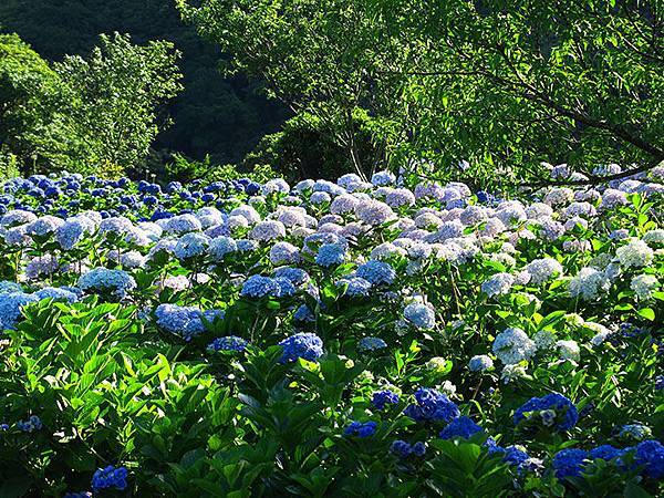 Hydrangea h6.JPG Hydrangea h6.JPG