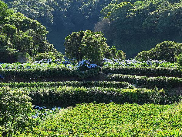 Hydrangea h5.JPG Hydrangea h5.JPG