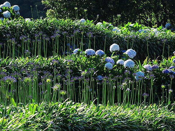 Hydrangea h7.JPG Hydrangea h7.JPG