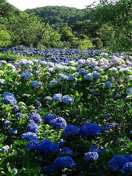 Hydrangea h8.JPG Hydrangea h8.JPG