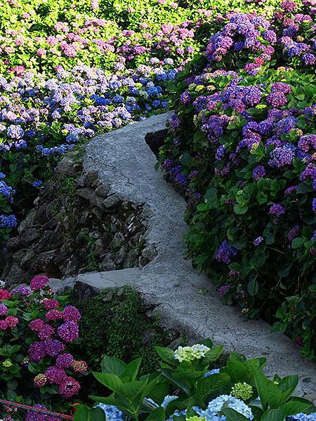 Hydrangea j2.JPG Hydrangea j2.JPG