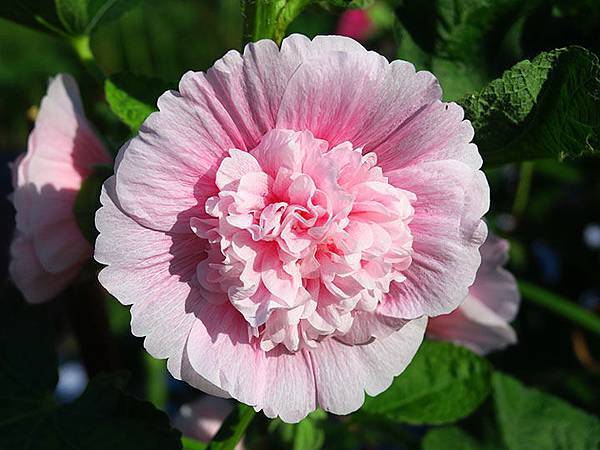 Hydrangea i6.JPG Hydrangea i6.JPG