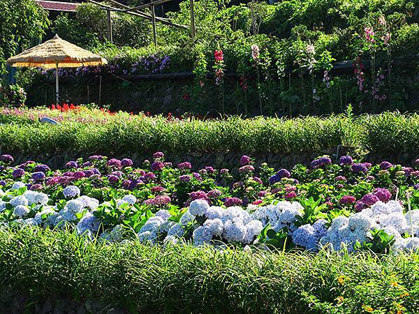 Hydrangea i2.JPG Hydrangea i2.JPG