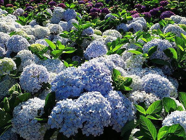 Hydrangea i3.JPG Hydrangea i3.JPG