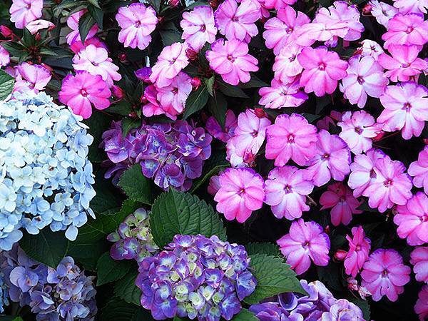 Hydrangea i5.JPG Hydrangea i5.JPG