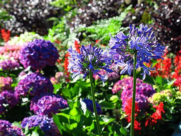 Hydrangea i4.JPG Hydrangea i4.JPG