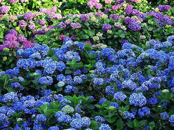 Hydrangea j3.JPG Hydrangea j3.JPG