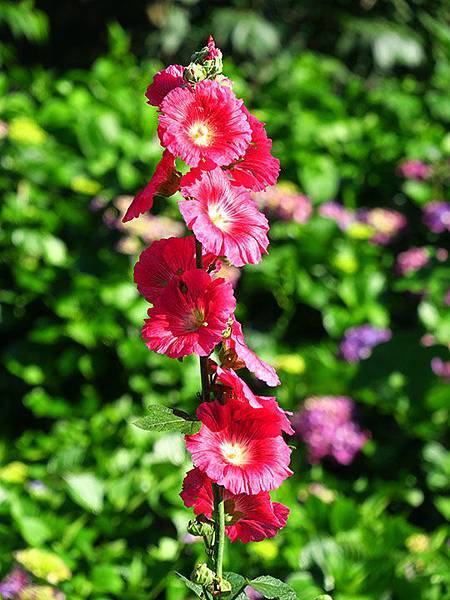 Hydrangea i7.JPG Hydrangea i7.JPG