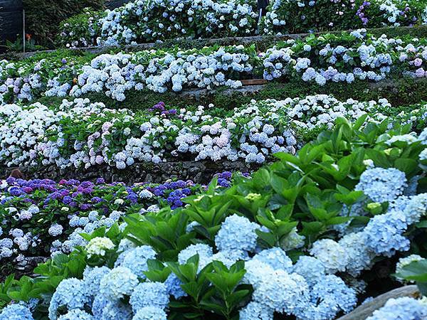 Hydrangea j1.JPG Hydrangea j1.JPG