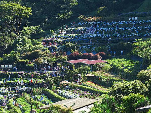 Hydrangea i1.JPG Hydrangea i1.JPG