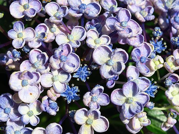 Hydrangea k5.JPG Hydrangea k5.JPG