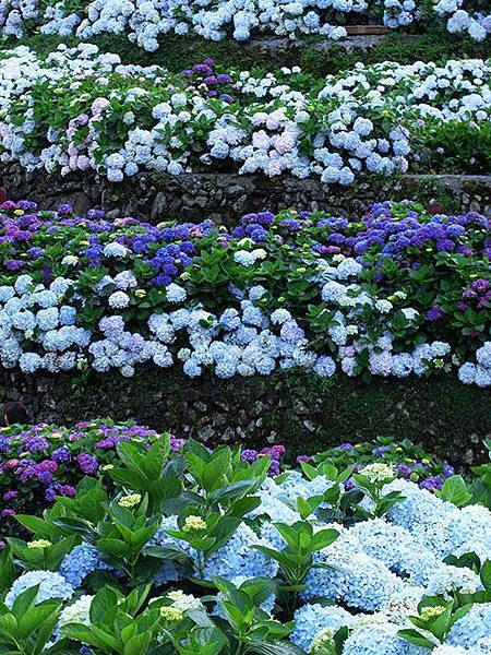 Hydrangea j4.JPG Hydrangea j4.JPG