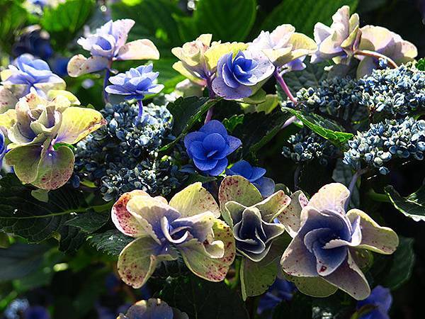 Hydrangea k2.JPG Hydrangea k2.JPG