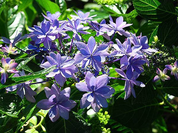 Hydrangea k3.JPG Hydrangea k3.JPG