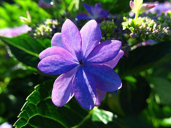 Hydrangea k4.JPG Hydrangea k4.JPG