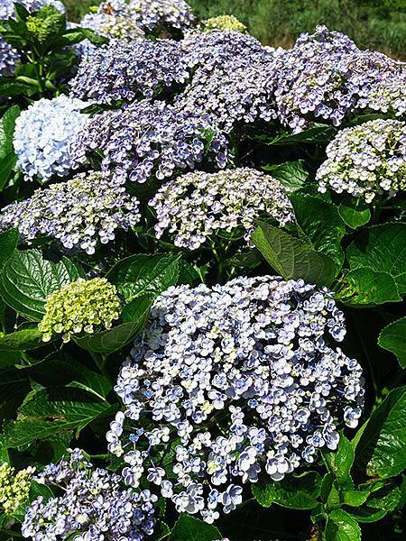 Hydrangea k6.JPG Hydrangea k6.JPG